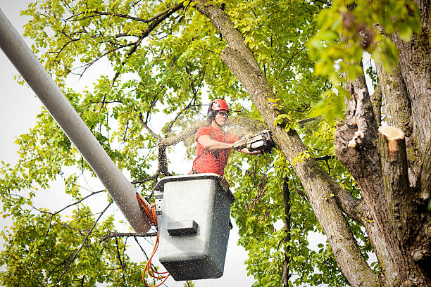 Professional Tree Service in Clayton, AL